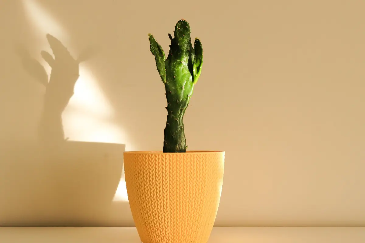 small cactus in a yellow pot casting a shadow on a wall, aloe and cactus puns