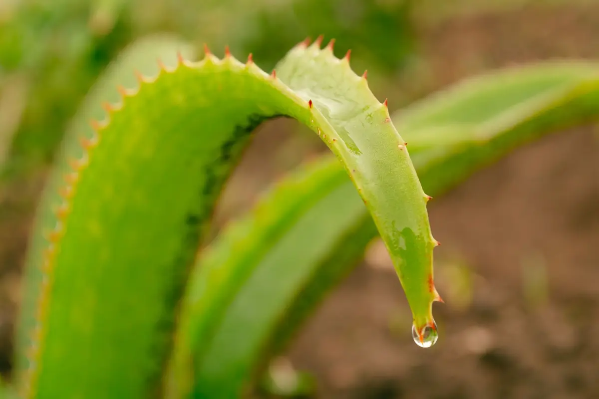 close-up of a green aloe vera leaf with a water droplet, aloe gel and sunburn puns