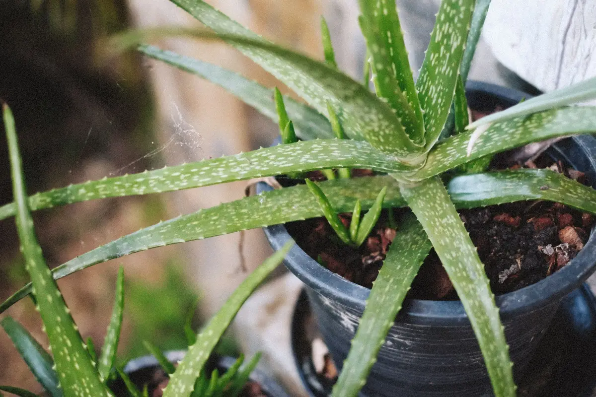 aloe vera puns