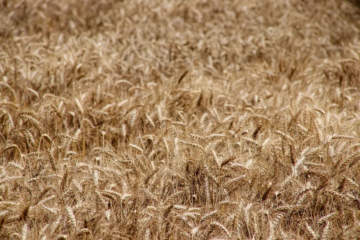 golden Kansas wheat field in summer sun, Amelia Earhart jokes from Atchison, Kansas