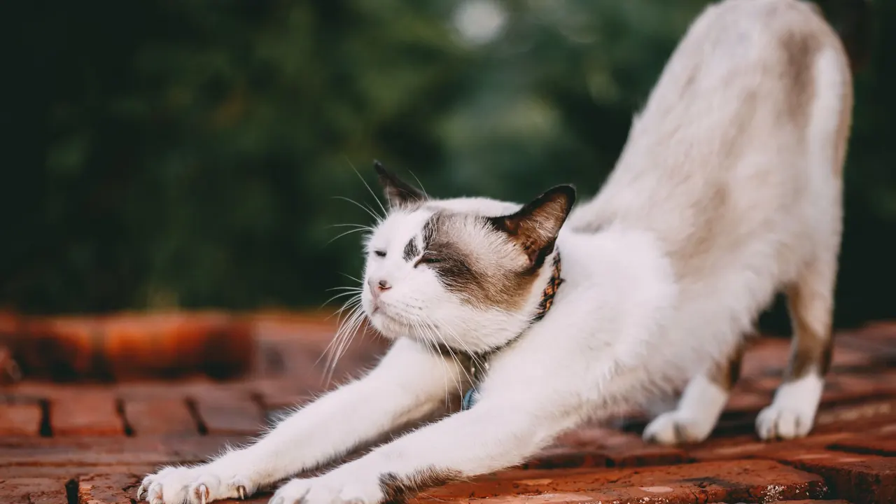 a ginger cat arching its back in a long stretch, image for cat-cow yoga puns