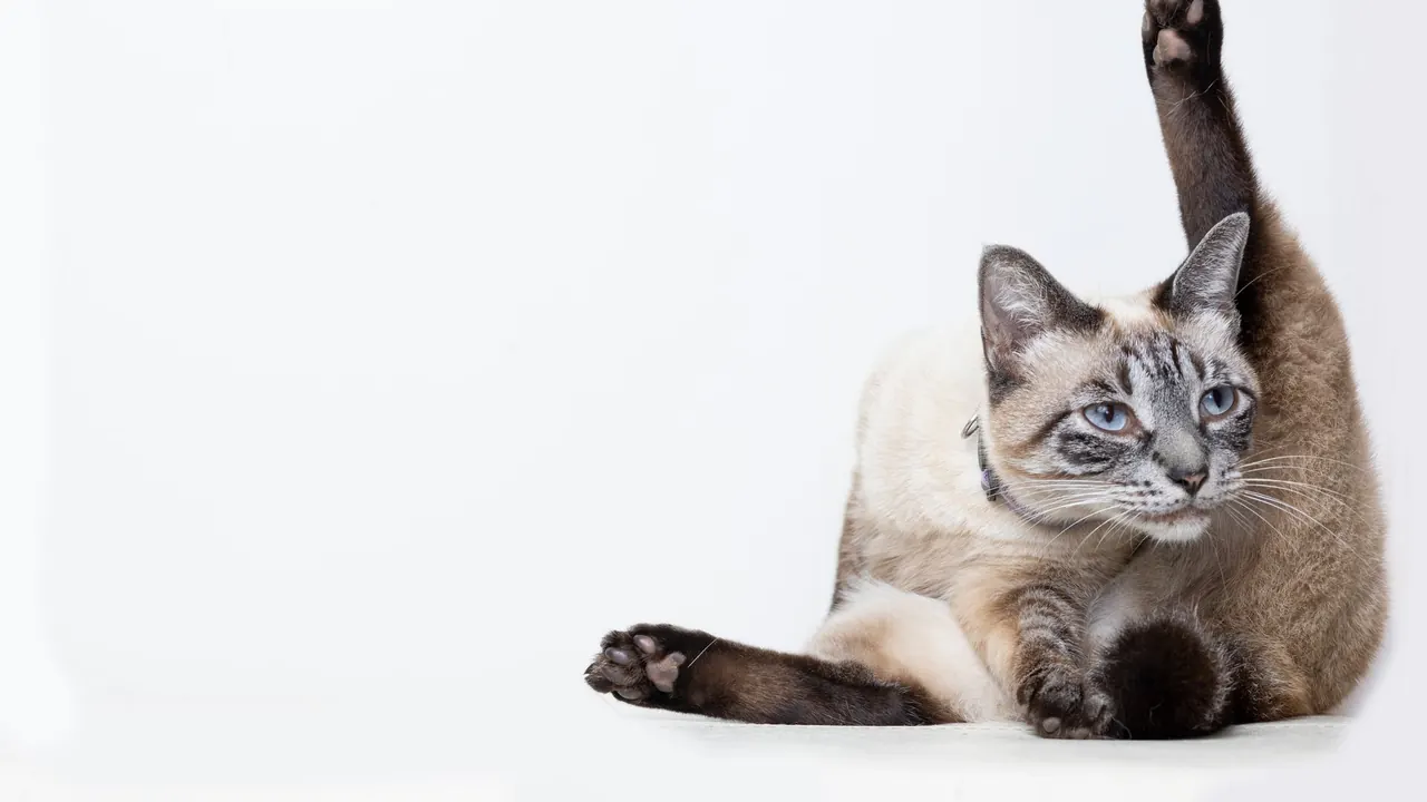 cat yoga puns