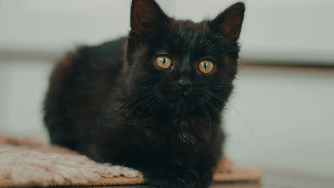 a small kitten sitting on a yoga mat, image for kitten yoga puns