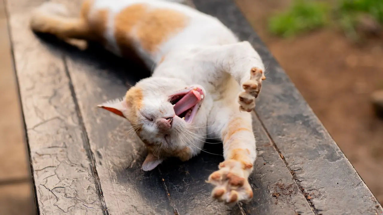 a cat yawning and stretching its front legs forward, image for cobra pose cat puns