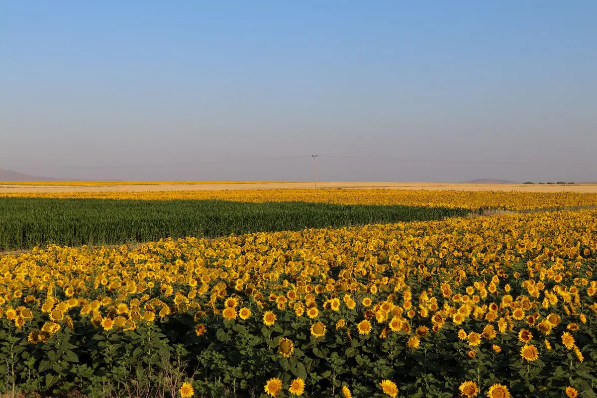 blooming sunflower field under a clear blue sky, sunflower puns and jokes