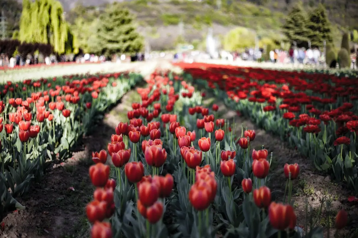 field of red tulips in spring sunshine, tulip dad jokes and tulip puns