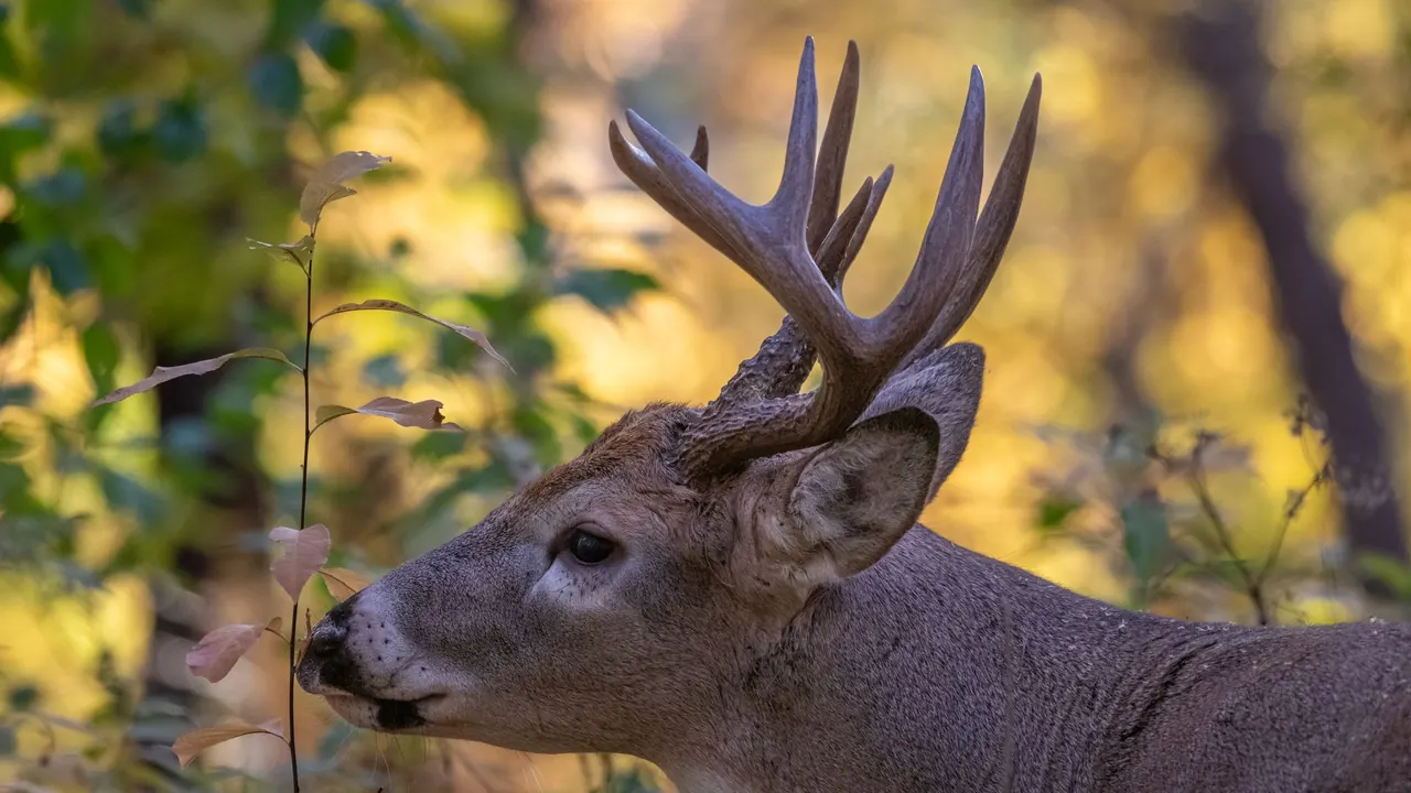 a close-up of a buck with antlers in an autumn forest, image for funny hunting stories