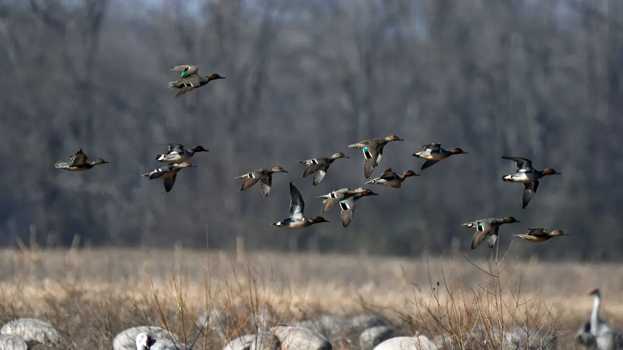 a flock of ducks flying low over a wetland field, image for duck hunting jokes