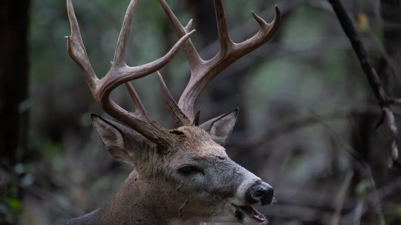 hunting humor