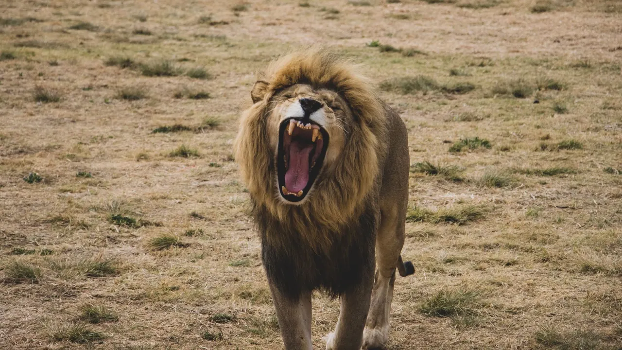 a lion with its mouth wide open in a roar on dry grass, image for millwall roar jokes