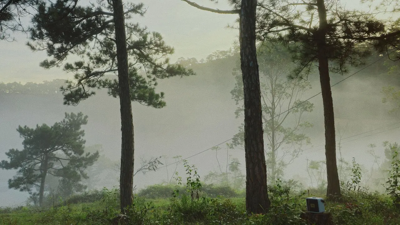 pine trees in a misty green woodland at sunrise, image for nottingham forest jokes about mist rolling in from the trent