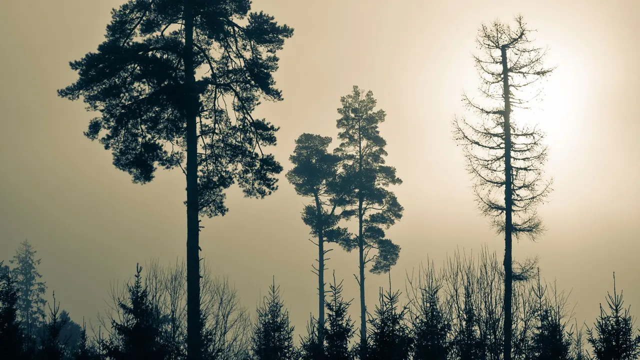 silhouetted pine trees in the morning mist, image for tricky trees puns