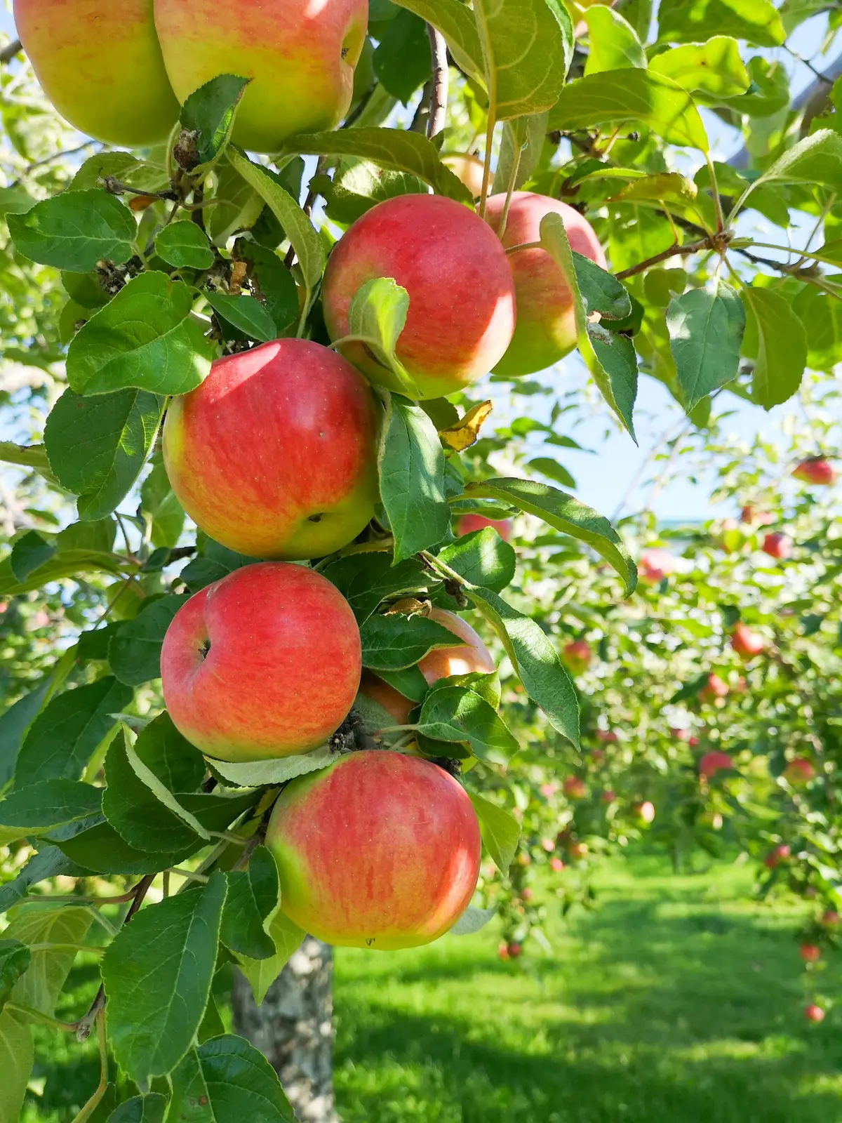 red apples hanging heavy on a tree branch, image for gravity puns and physics jokes
