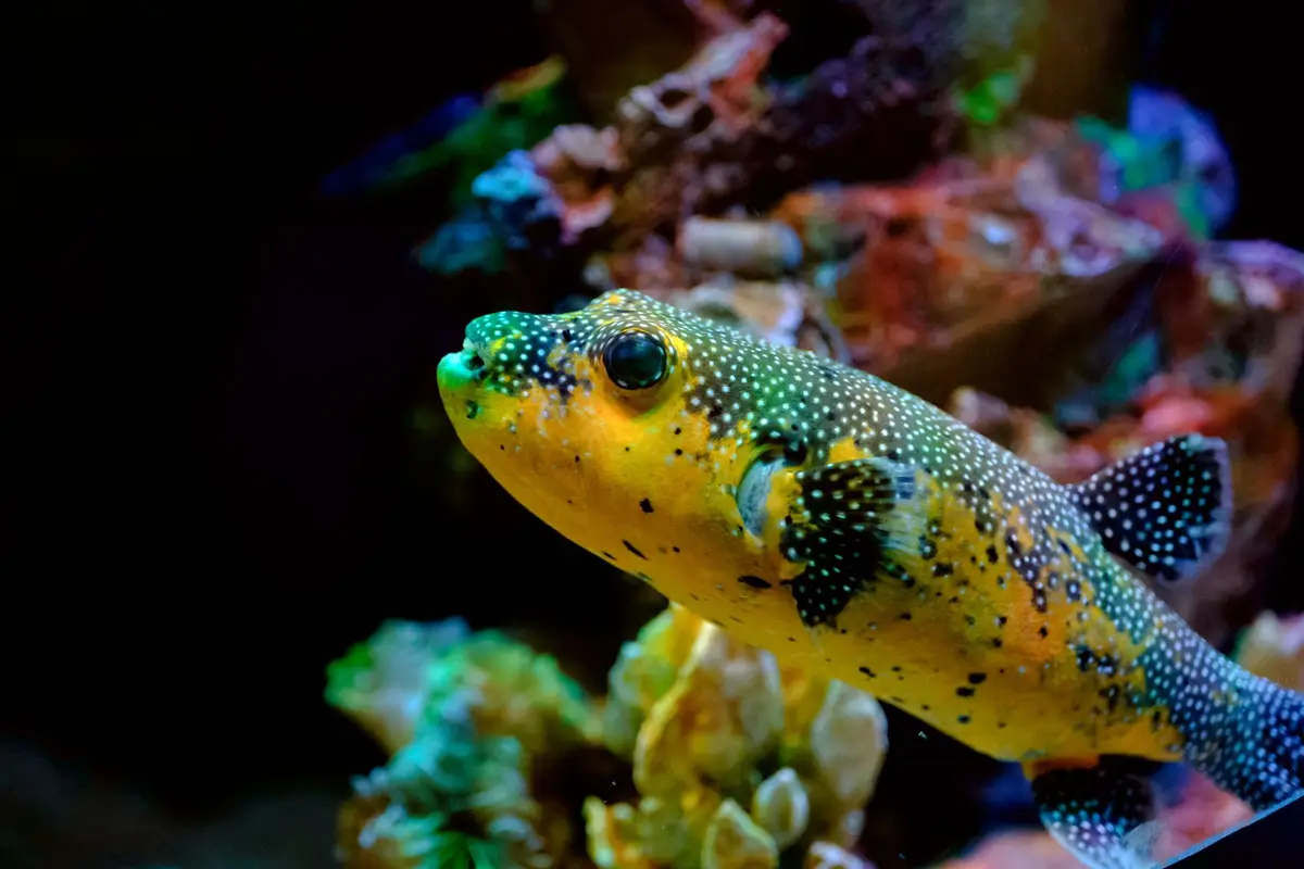 yellow spotted puffer fish in a home aquarium, cute puffer fish puns