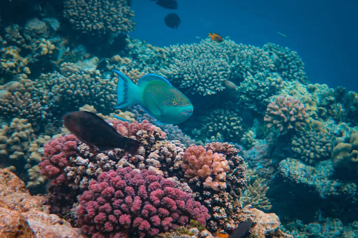 colorful coral reef with fish swimming, fish puns from the wider tank