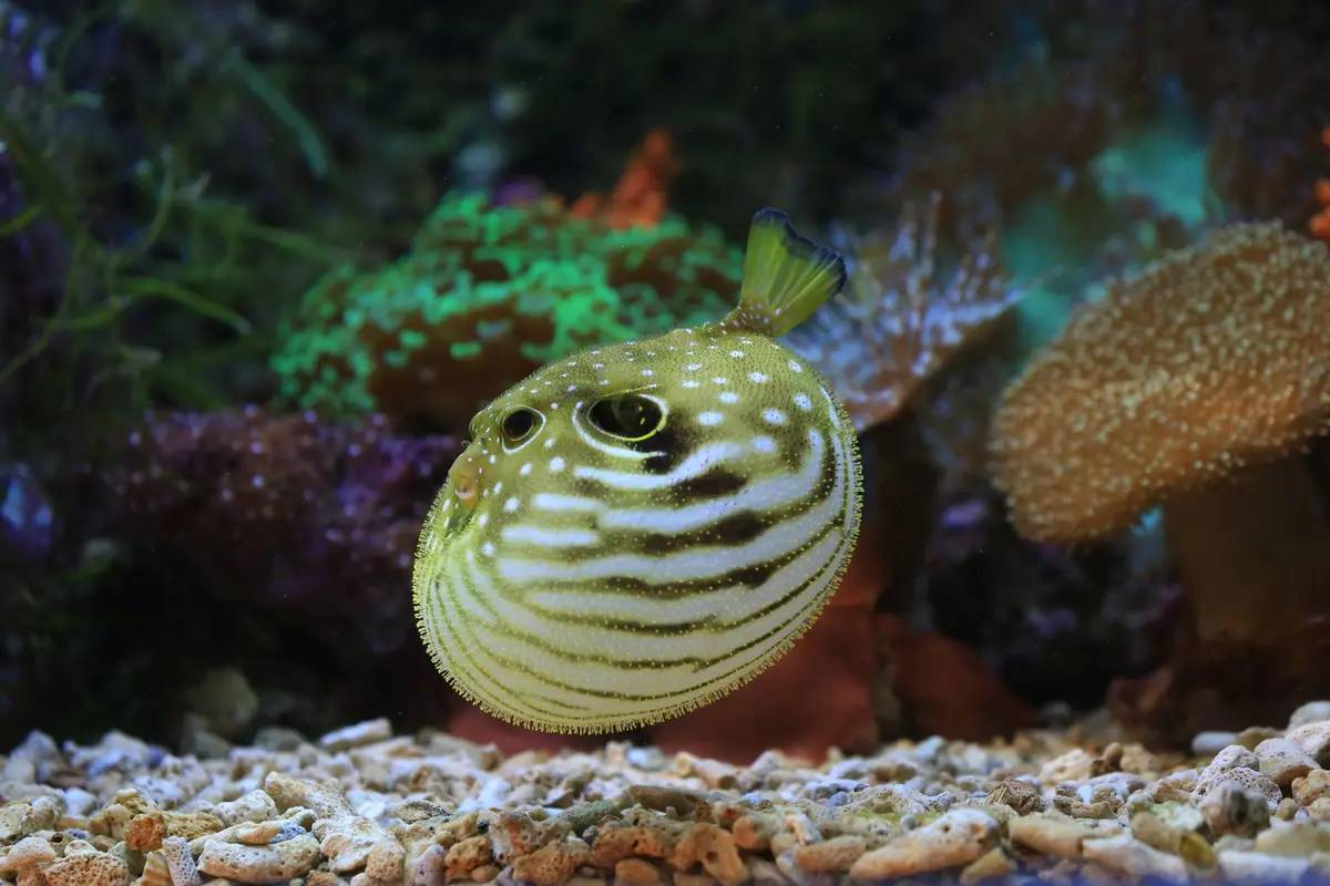 striped round puffer fish resting on aquarium gravel, funny names for a puffer fish