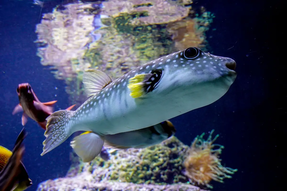 puffer fish puns