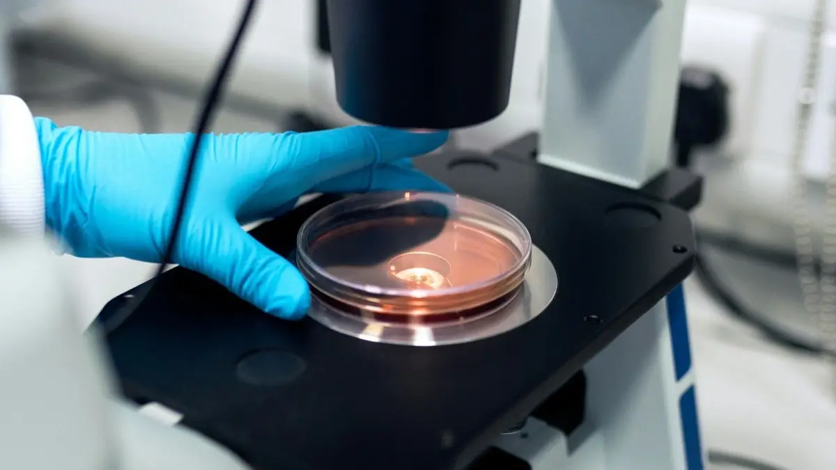 gloved hand placing a petri dish under a laboratory microscope, image for microbiology puns and lab jokes